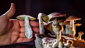 Does Microdosing Shrooms Really Work?