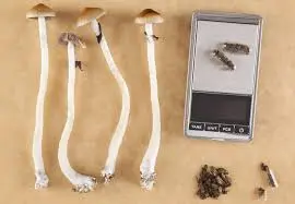 What are the benefits of micro dosing shrooms?