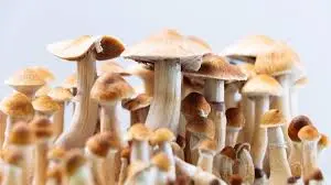 What are the risks of micro dosing shrooms?