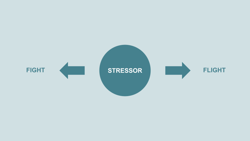 The Fight or Flight Response: Your Body’s Stress Reaction