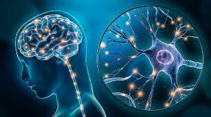 Neuroplasticity: Brain’s Power to Rewire, Adapt, and Heal