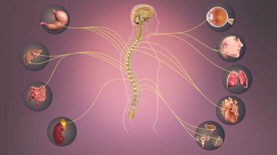 Nervous System Overload Symptoms: Signs, And Causes