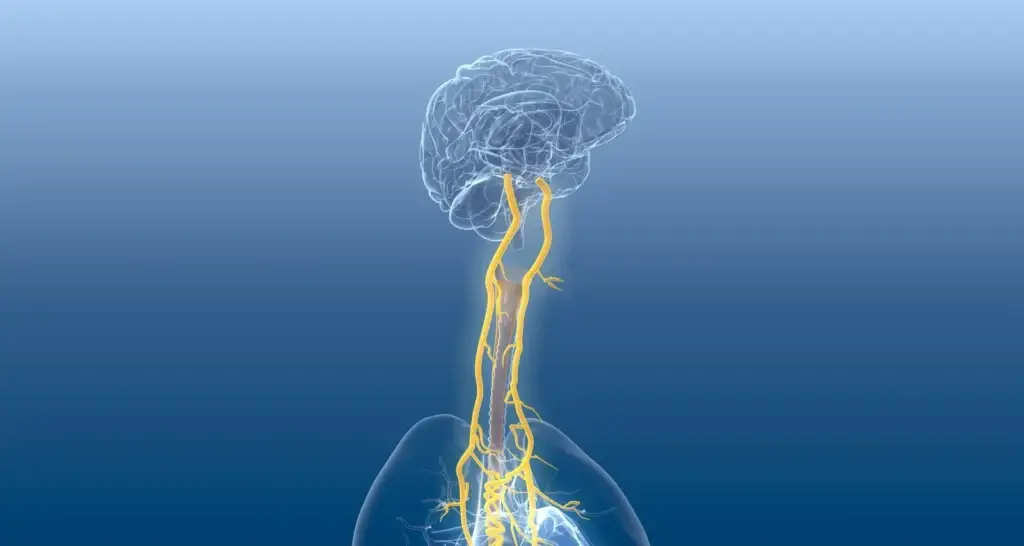 Vagus Nerve Regulation Guide: Reset Your Nervous System