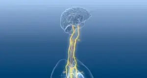 Vagus Nerve Regulation Guide: Reset Your Nervous System