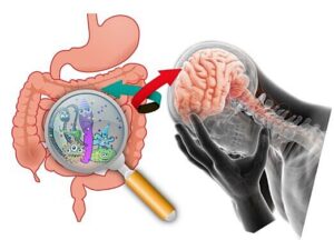 What Your Gut Microbiome Actually Does for Your Mental Health